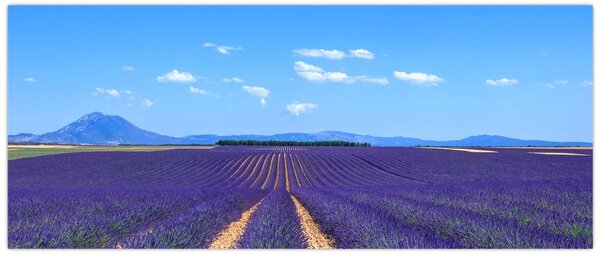 Kép - Levendula mező (120x50 cm)