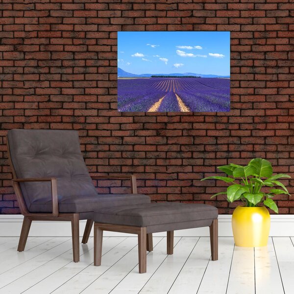 Kép - Levendula mező (70x50 cm)