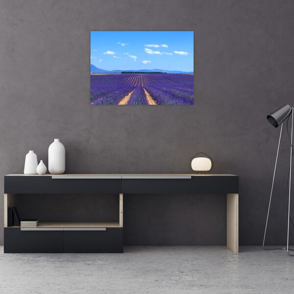 Kép - Levendula mező (70x50 cm)
