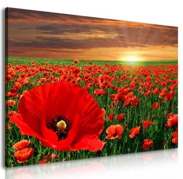 70x40 cm - Pipacsmező vászonkép