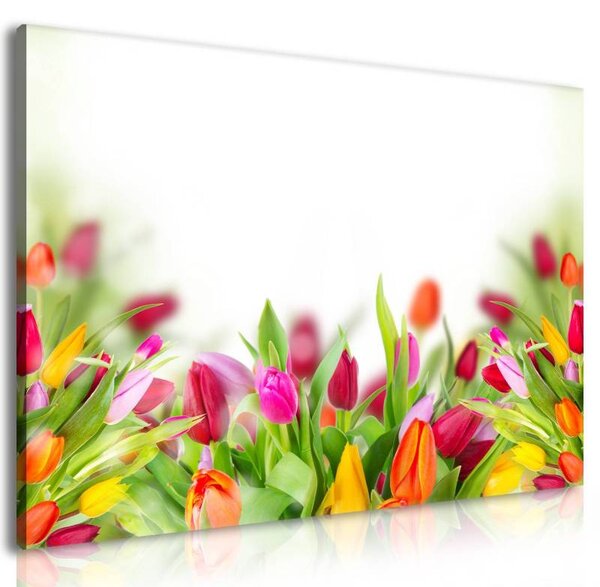 70x40 cm - Színes tulipánok vászonkép