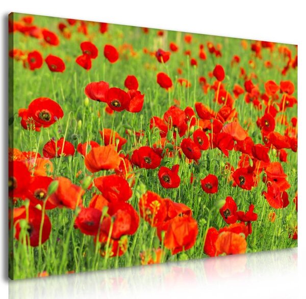70x40 cm - Vörös és zöld pipacs mező vászonkép