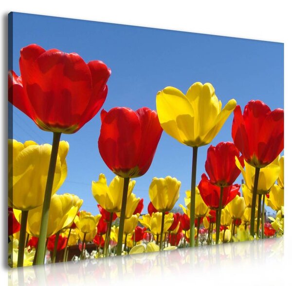 70x40 cm - Piros és sárga tulipánok vászonkép