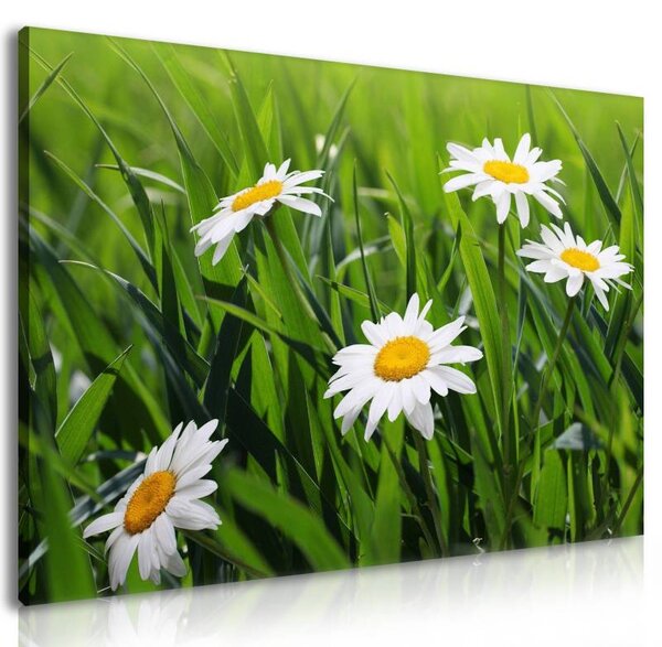 70x40 cm - Kamilla virág mező vászonkép