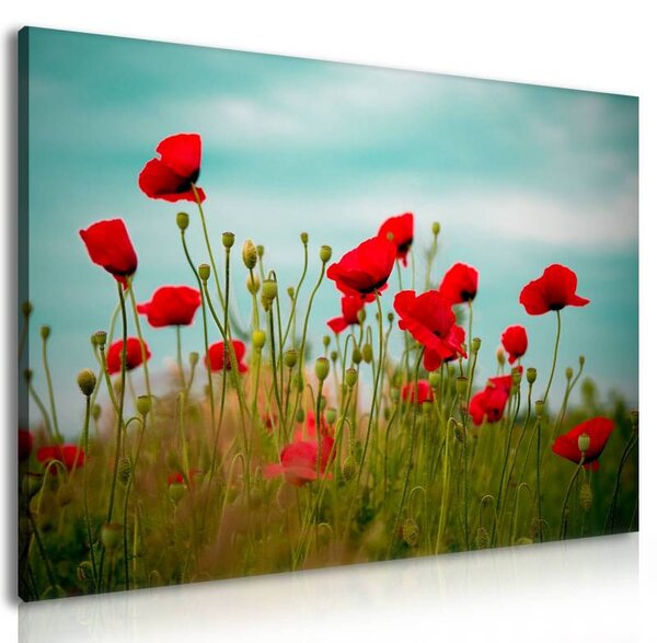 70x40 cm - Pipacs és felhők vászonkép