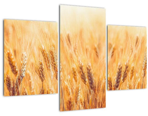 Kép - mező gabonával (90x60 cm)