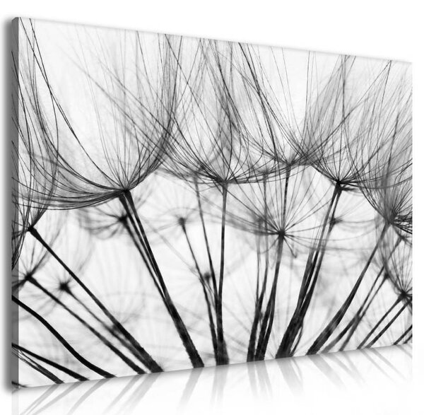 70x40 cm - Nagyított pitypang vászonkép