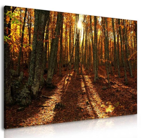 70x40 cm - Napnyugta az őszi erdőben vászonkép