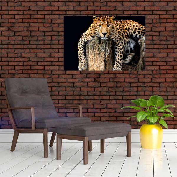 Kép - Gepárd (90x60 cm)