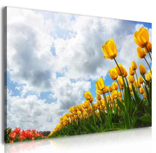 70x40 cm - Tulipánok vászonkép