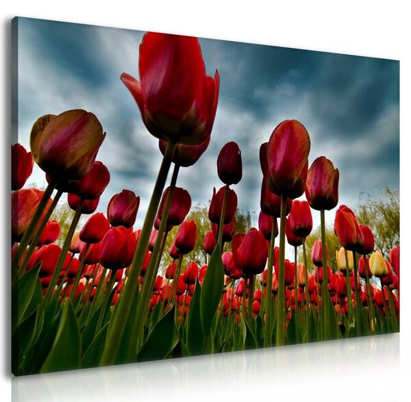 70x40 cm - Tulipánok vihar előtt vászonkép