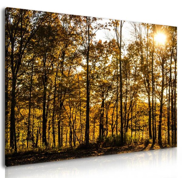 70x40 cm - Erdei fények vászonkép