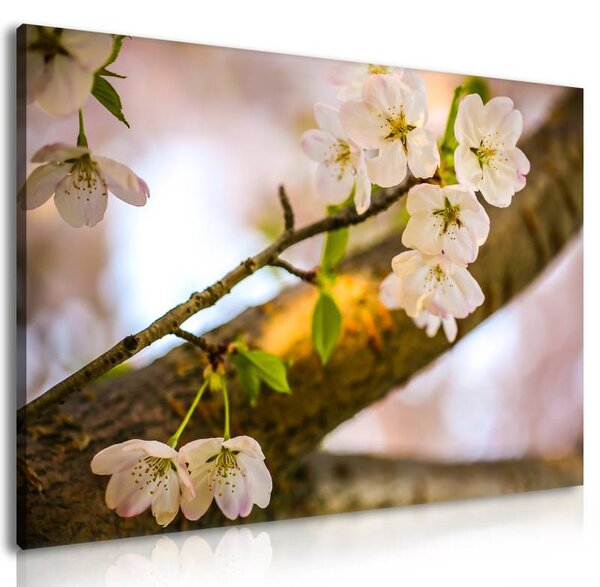 70x40 cm - Cseresznye virágzása vászonkép