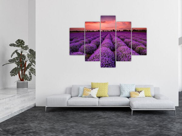 Kép - Levendula mező (150x105 cm)