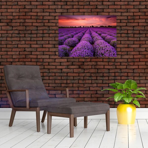 Kép - Levendula mező (70x50 cm)