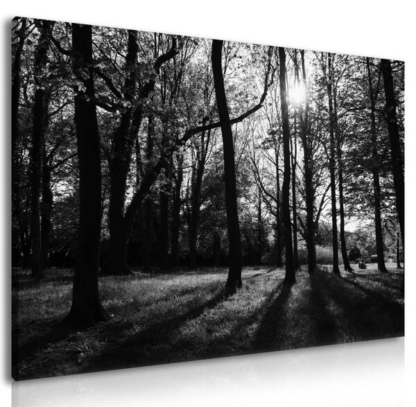 70x40 cm - Erdei fények fekete-fehér vászonkép
