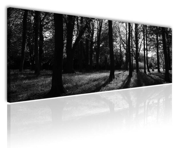 70x40 cm - Erdei fények fekete-fehér vászonkép