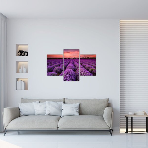 Kép - Levendula mező (90x60 cm)