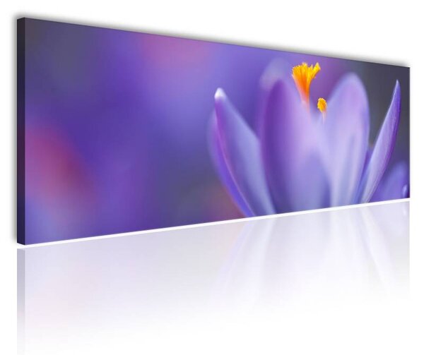70x40 cm - Spring crocus virág vászonkép