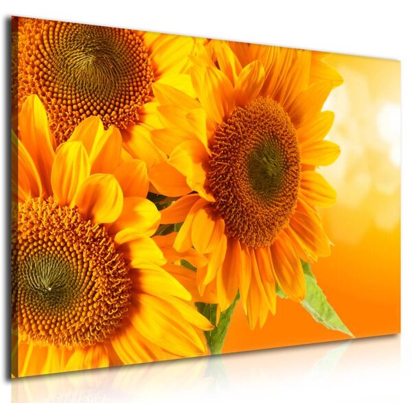 70x40 cm - Sárga napraforgó vászonkép