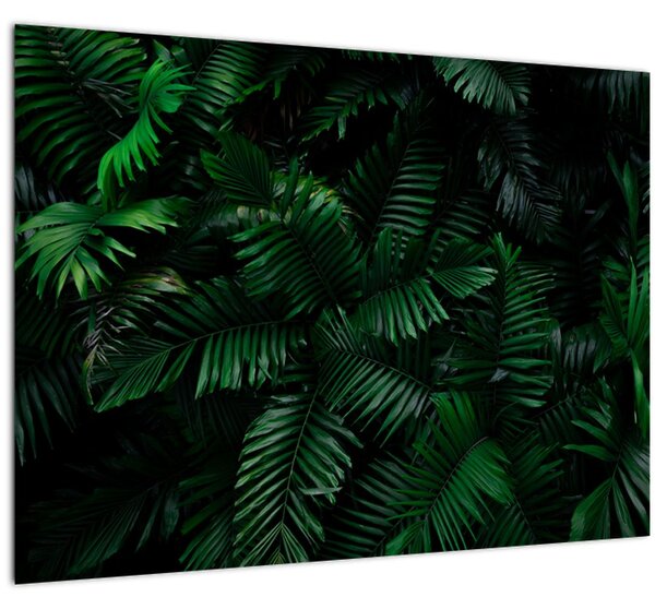 Kép - trópusi páfrány (70x50 cm)