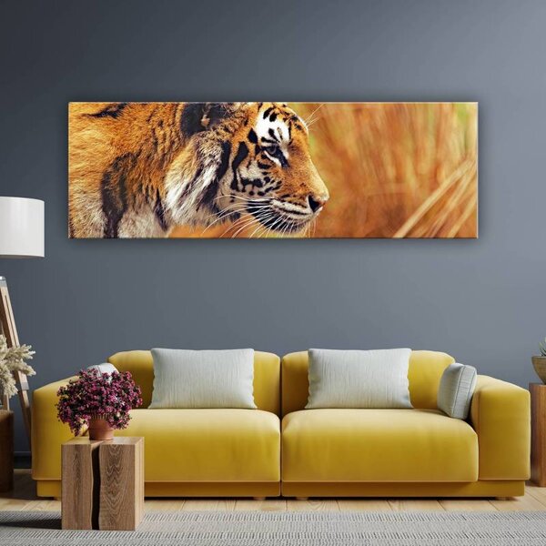 70x40 cm - Tigris tekintete vászonkép