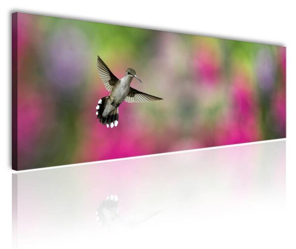 70x40 cm - Kolibri vászonkép