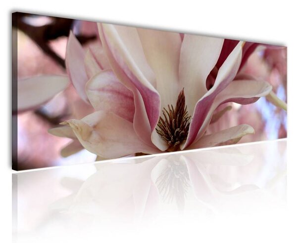 70x40 cm - Magnolia vászonkép