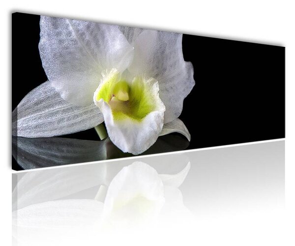 70x40 cm - Fehér orchidea vászonkép