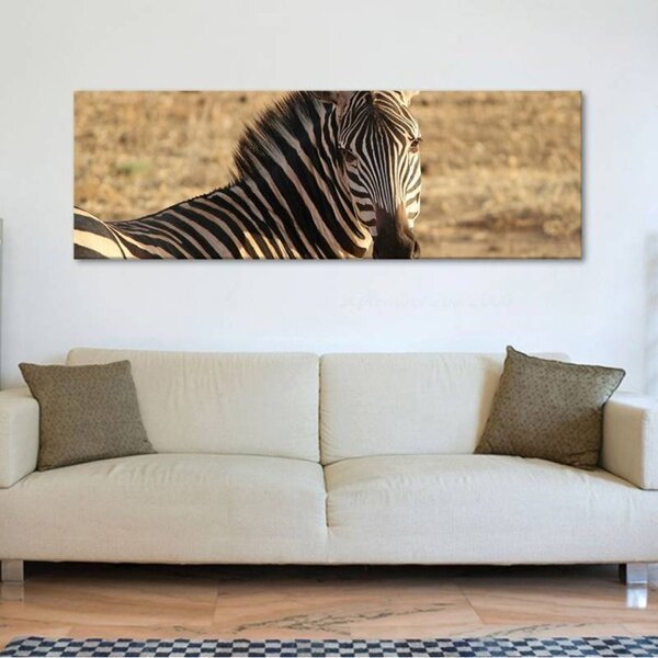70x40 cm - Büszke zebra vászonkép