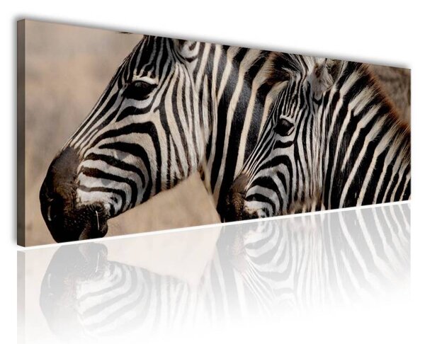 70x40 cm - Zebra barátság vászonkép