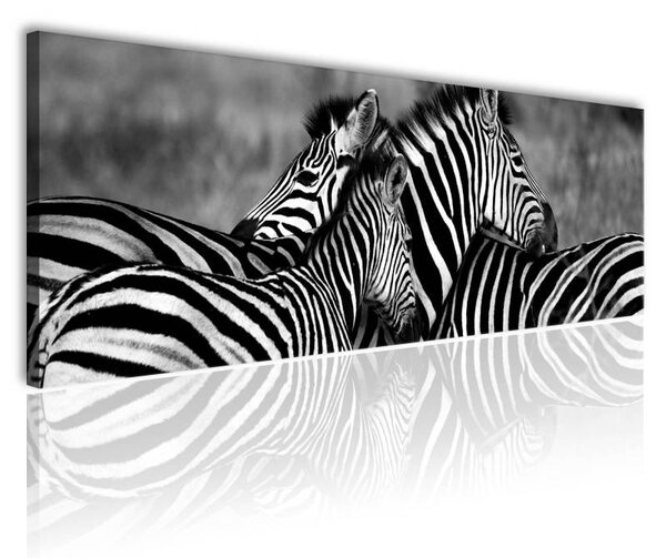 70x40 cm - Zebra család vászonkép