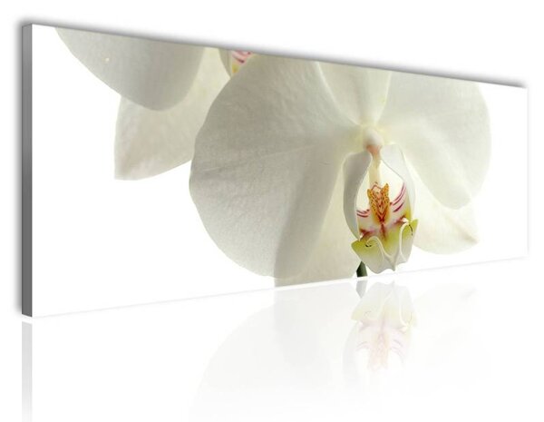 70x40 cm - Fehér orchidea vászonkép