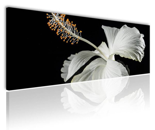 70x40 cm - Fehér hibiscus vászonkép