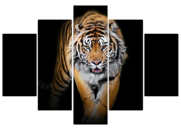Kép - Tigris (150x105 cm)