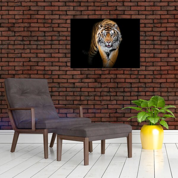 Kép - Tigris (70x50 cm)