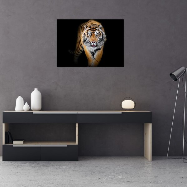 Kép - Tigris (70x50 cm)