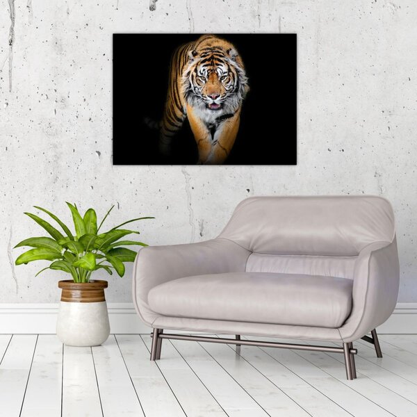 Kép - Tigris (70x50 cm)