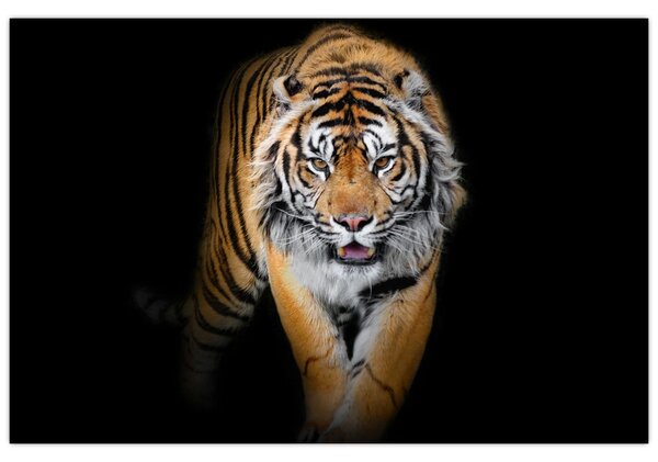 Kép - Tigris (90x60 cm)