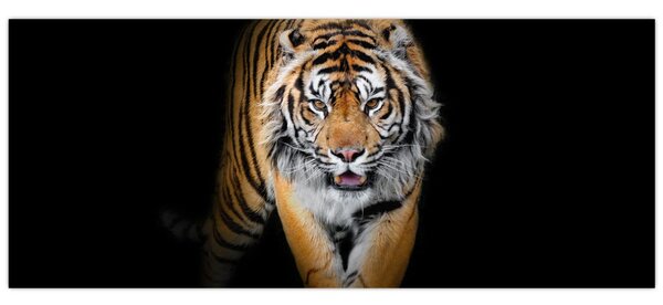 Kép - Tigris (120x50 cm)