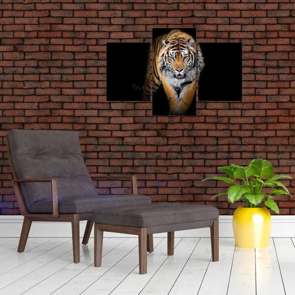 Kép - Tigris (90x60 cm)