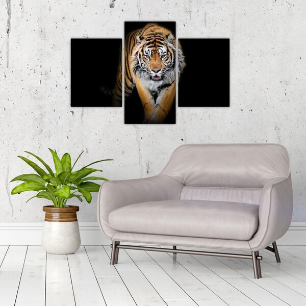 Kép - Tigris (90x60 cm)