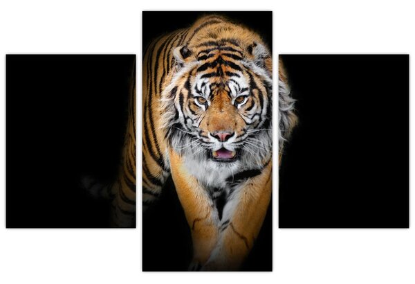 Kép - Tigris (90x60 cm)