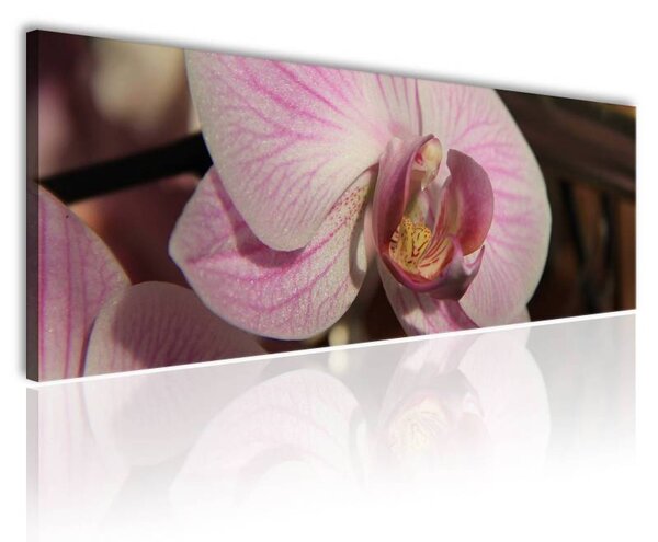 70x40 cm - Közeli orchidea vászonkép
