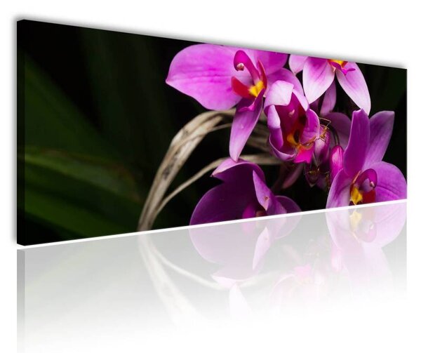 70x40 cm - Élő orchidea vászonkép