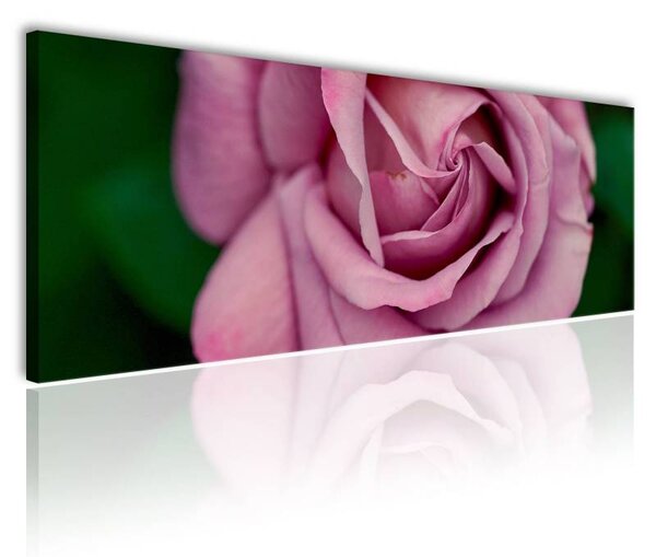 70x40 cm - Pink rózsa vászonkép
