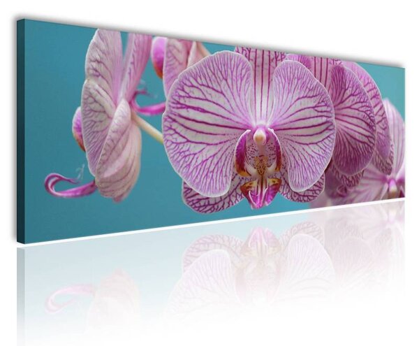70x40 cm - Orchidea virága vászonkép