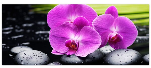 Kép - Orchideák (120x50 cm)