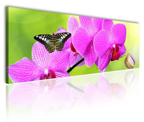 70x40 cm - Orchidea és pillangó vászonkép
