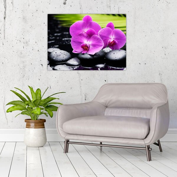 Kép - Orchideák (70x50 cm)